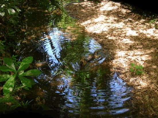 Global Creek at Jo Jo's Jungle Retreat