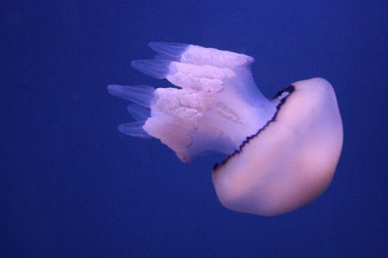热那亚水族馆景点图片