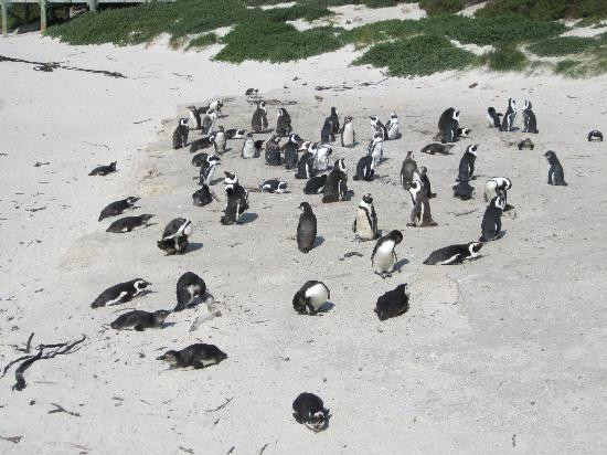 Boulders Beach Penguin Colony-西门镇必去景点