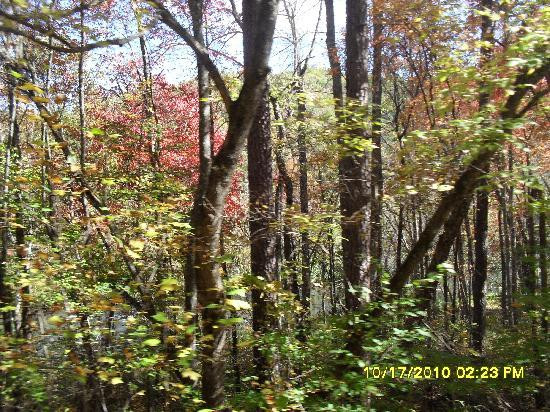 Blue Ridge Scenic Railway景点图片