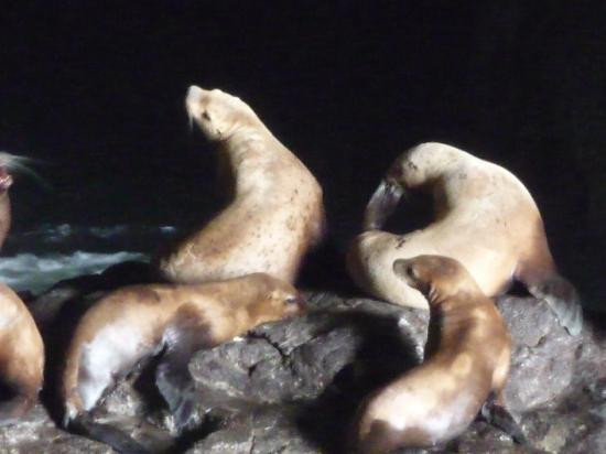 Sea Lion Caves-弗洛伦斯必去景点