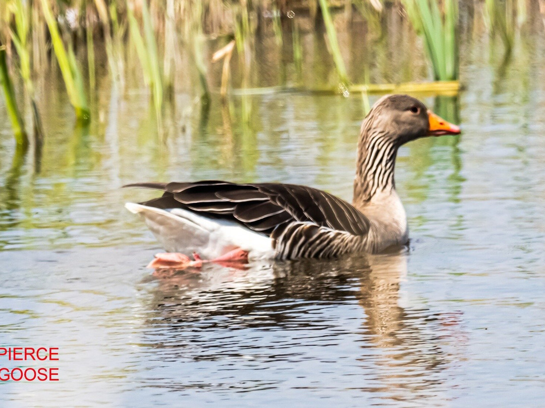 Ham Wall Nature Reserve景点图片