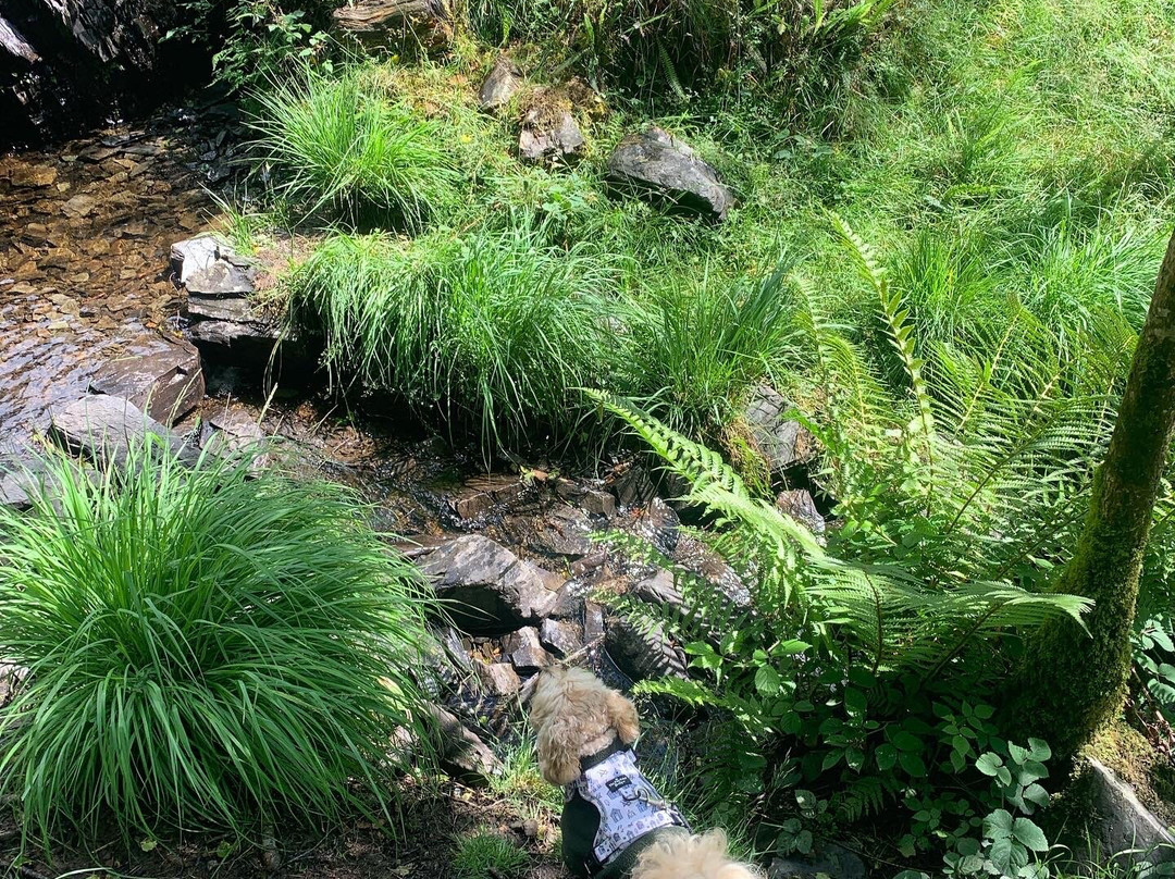 Grizedale Forest景点图片