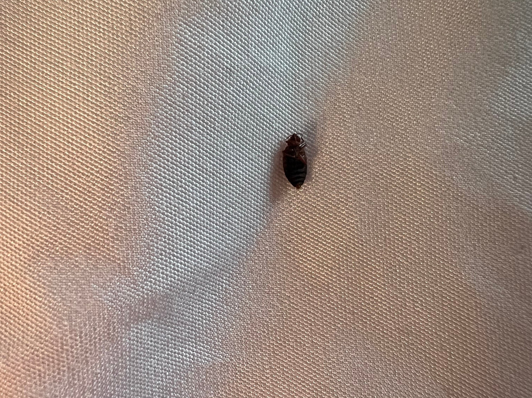 Home2 Suites By Hilton Bowling Green主图