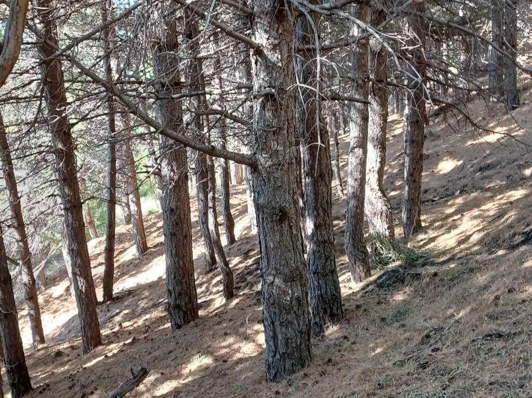 Valle Del Bove景点图片