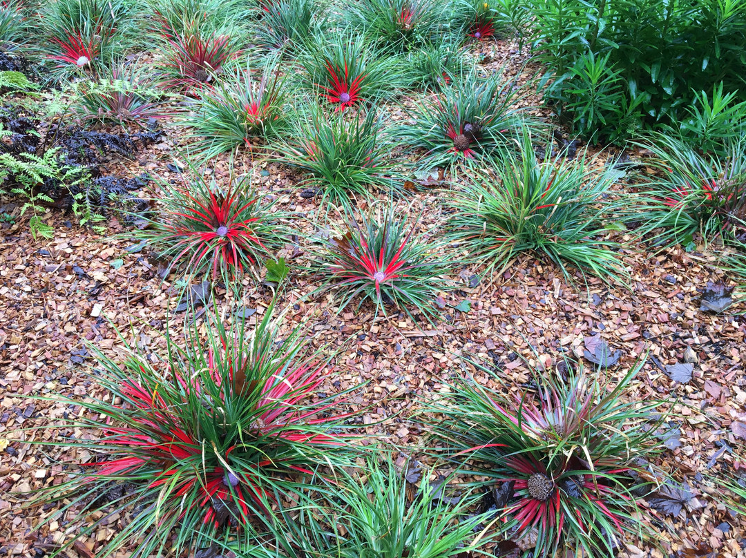 Logan Botanic Garden-Port Logan必去景点