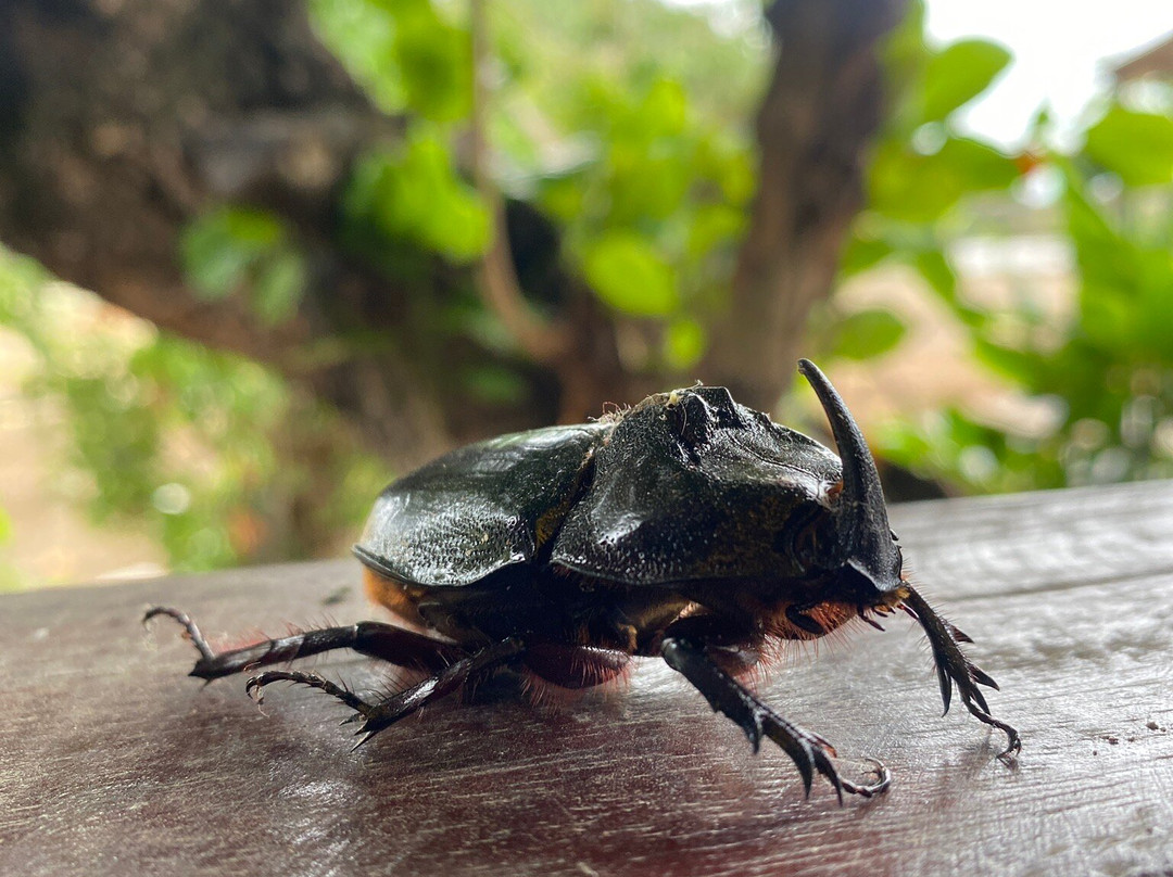 Hostal El Lobo主图