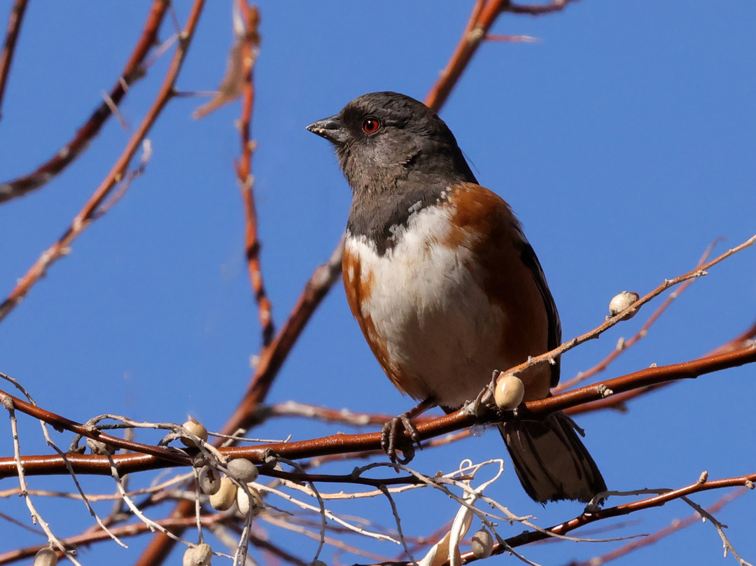Ladd S. Gordon Waterfowl Complex - Bernardo-索科罗必去景点