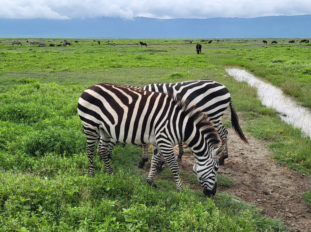Shelukindo Adventures & Safaris景点图片