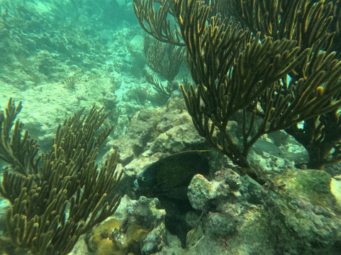 Marine Life Akumal MX-艾库玛尔必去景点