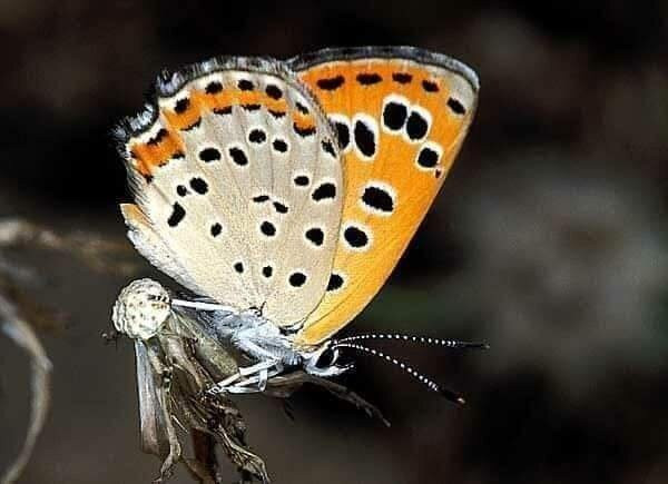 Moroccoatlastrek-Asni必去景点