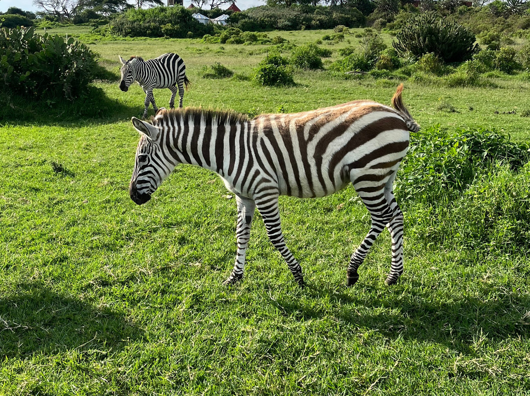 JungleRoam Safaris (Kenya)-内罗毕必去景点