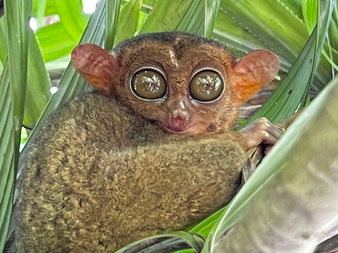 Bohol Island Tour-塔比拉兰必去景点