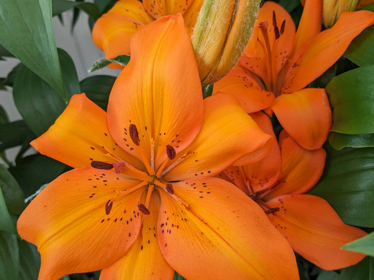 Tingley Garden Centre-利兹必去景点