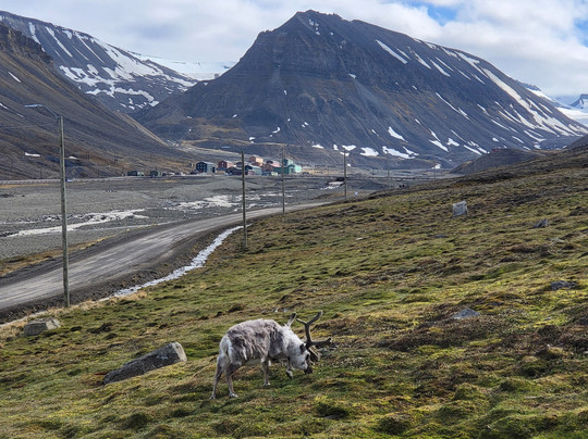Svalbard Bus and Taxi-朗伊尔城必去景点
