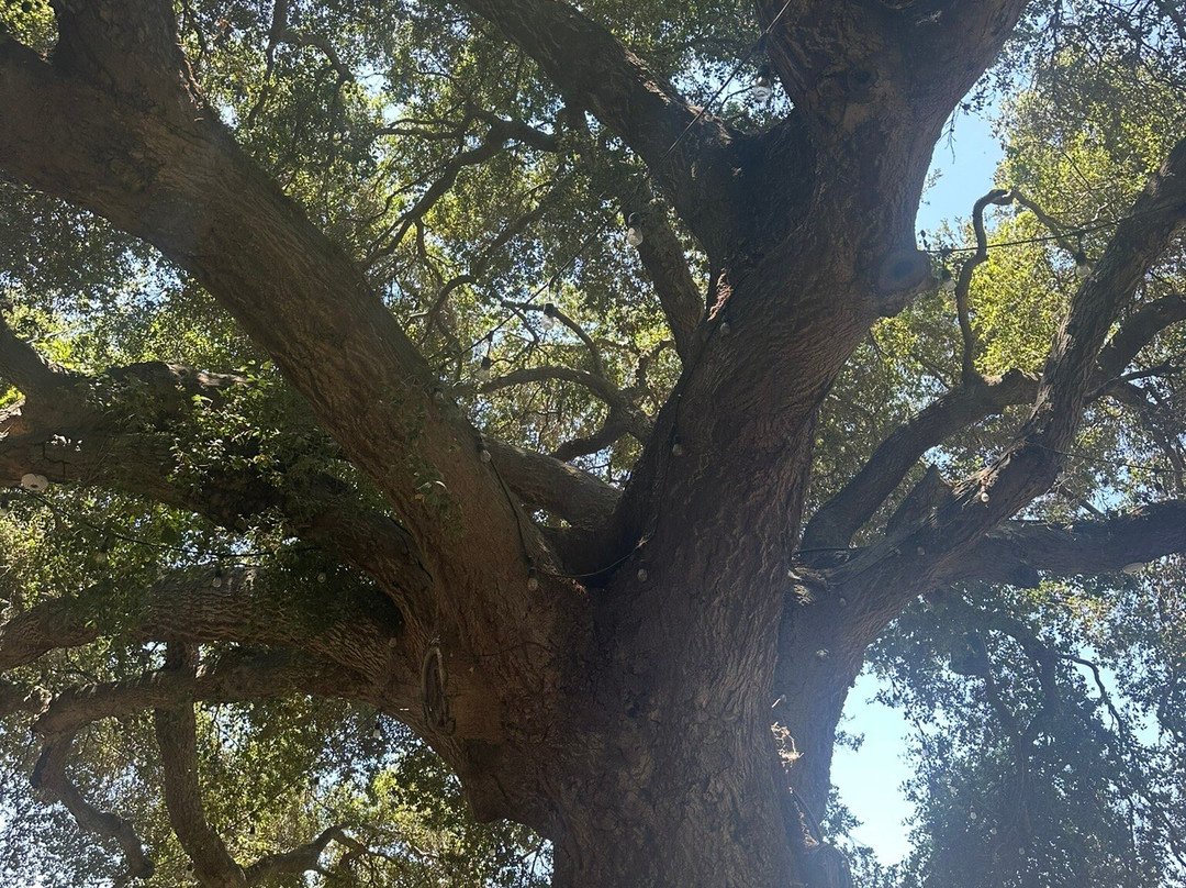 Bodegas Magoni-恩塞纳达必去景点