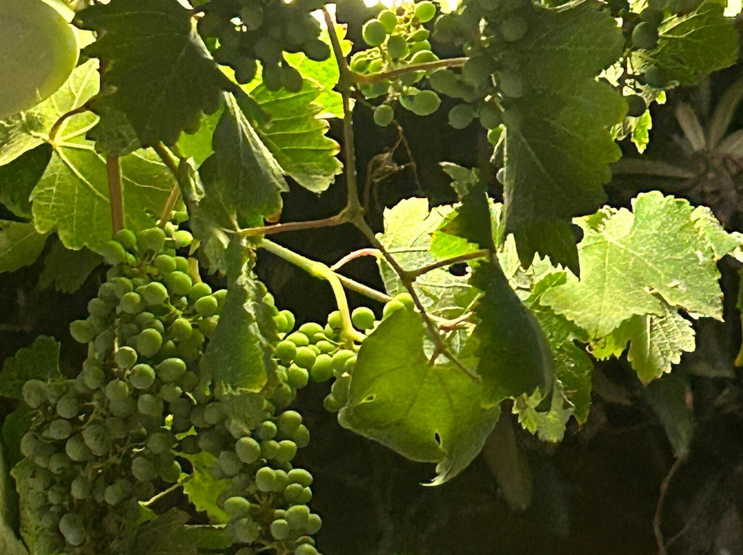 Divino Wines and Vinegar-Pesada必去景点