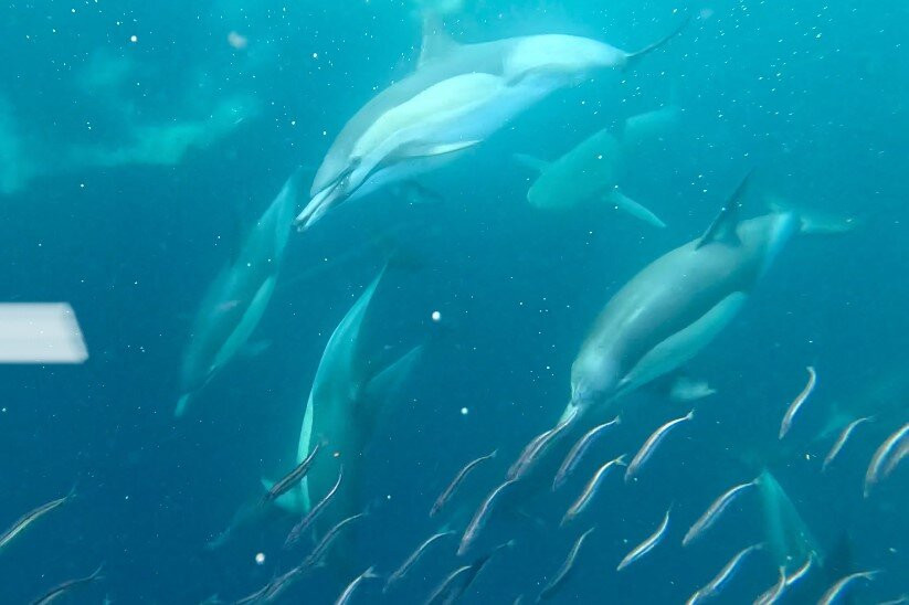 Scubaco Diving & Travel-Umkomaas必去景点