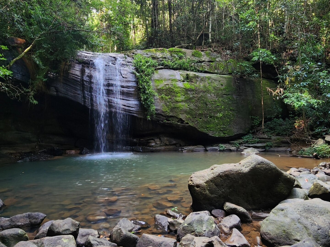 Buderim Forest Park-Buderim必去景点