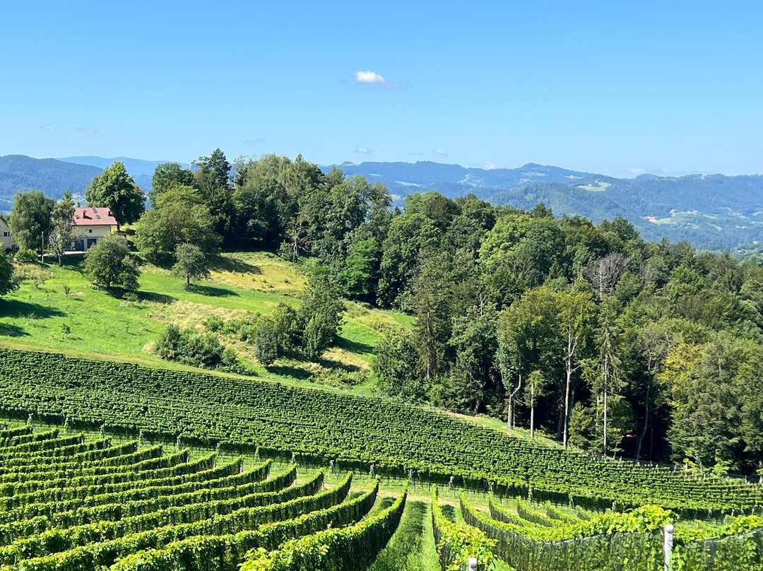 Weingut Fellner主图