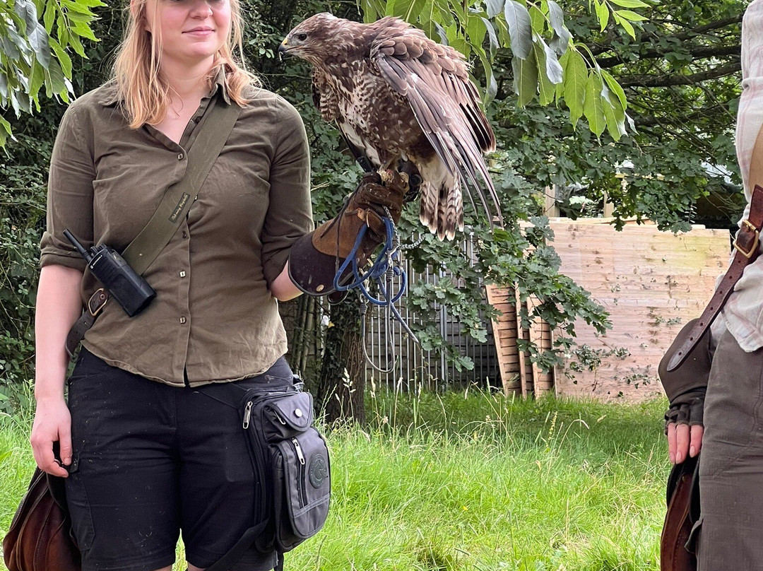 Hawk on the Wild Side景点图片