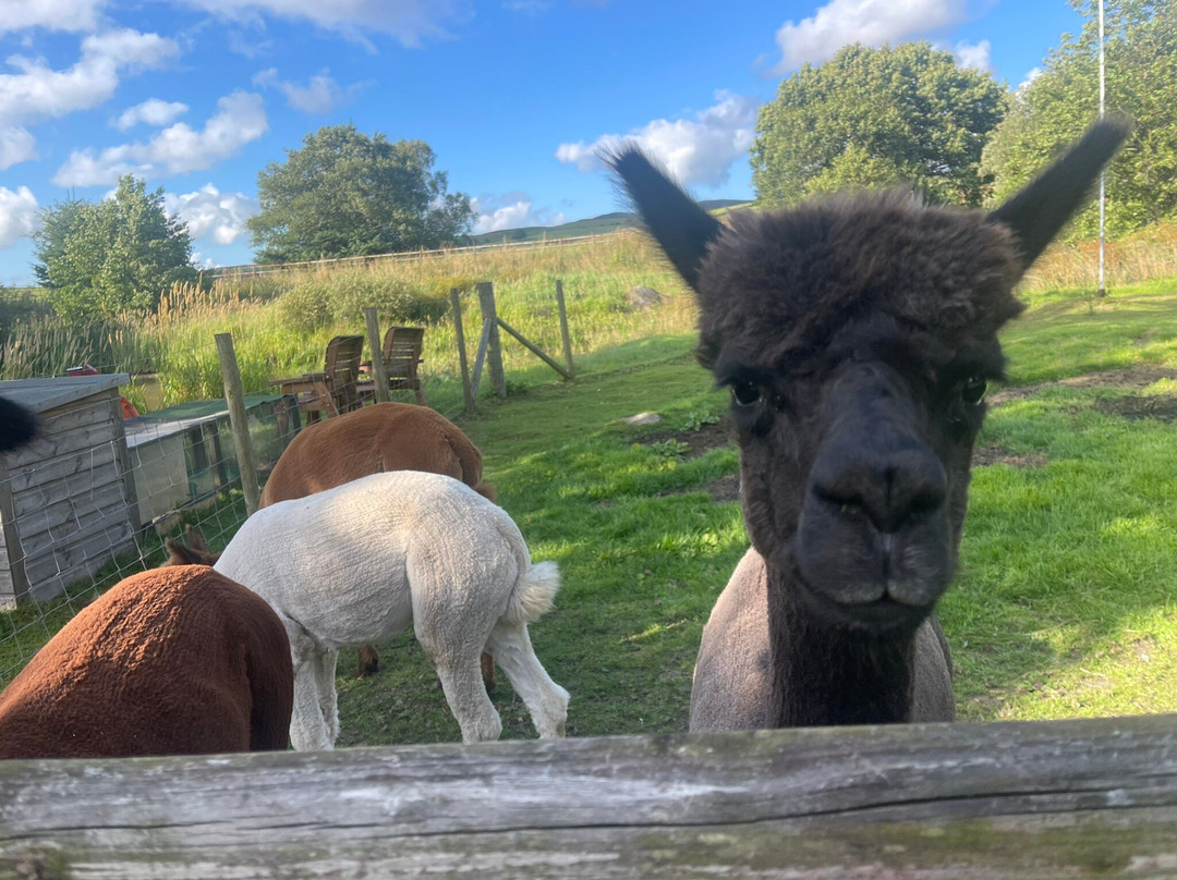 Llwyn Onn Guest House主图