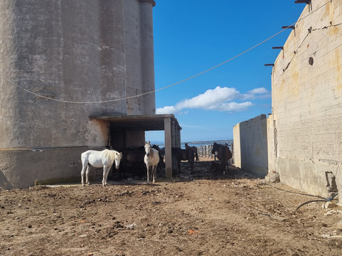 Cooperativa Sealand Asinara-萨萨里省必去景点