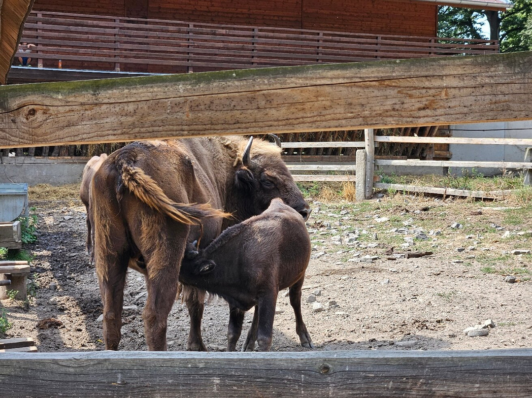 Topolcianky Bison Park-Topolcianky必去景点