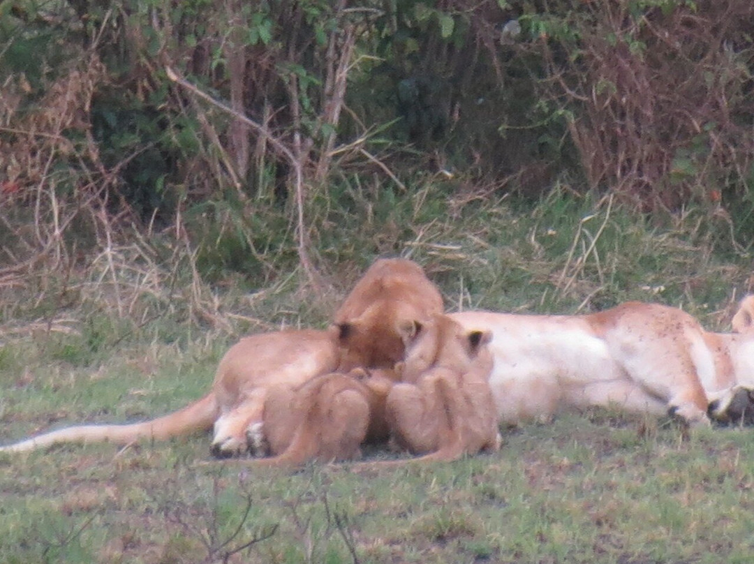 Dusty Roads Masai Mara-马赛马拉国家野生动物保护区必去景点