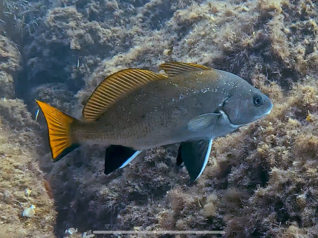 Orca Dive Club Sardinia景点图片