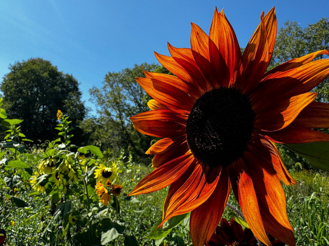 Sussex County Sunflower Maze景点图片