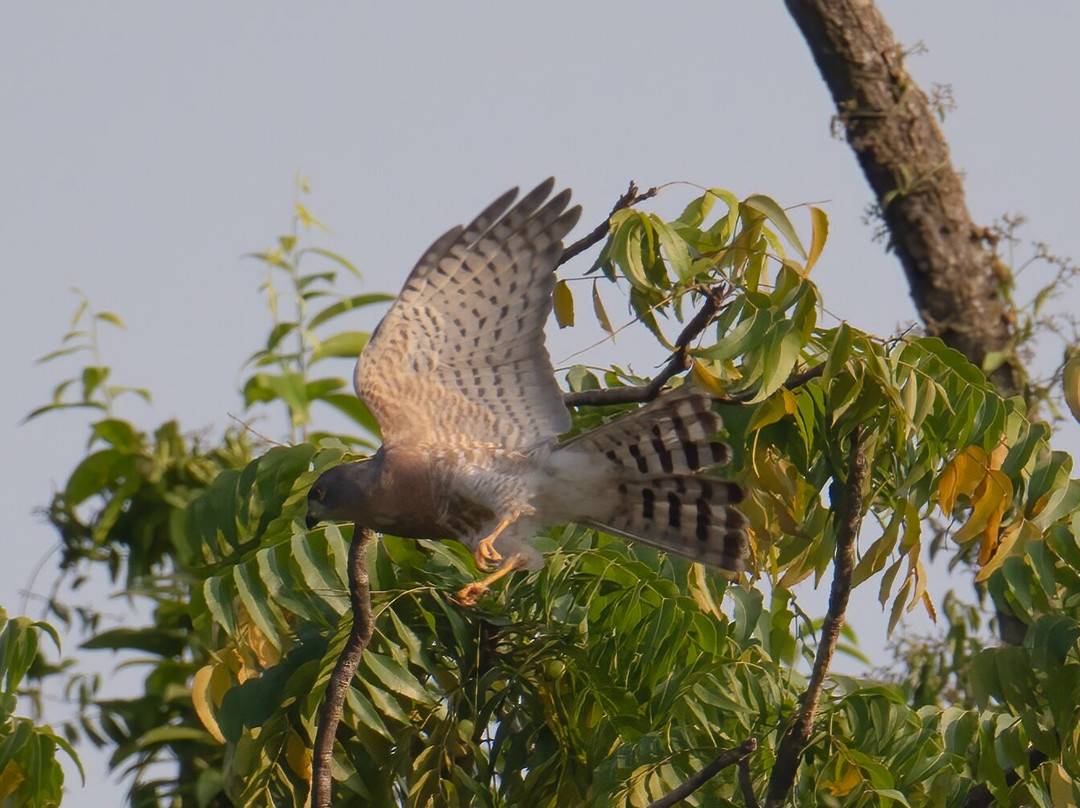 Adventure Birding Tours景点图片