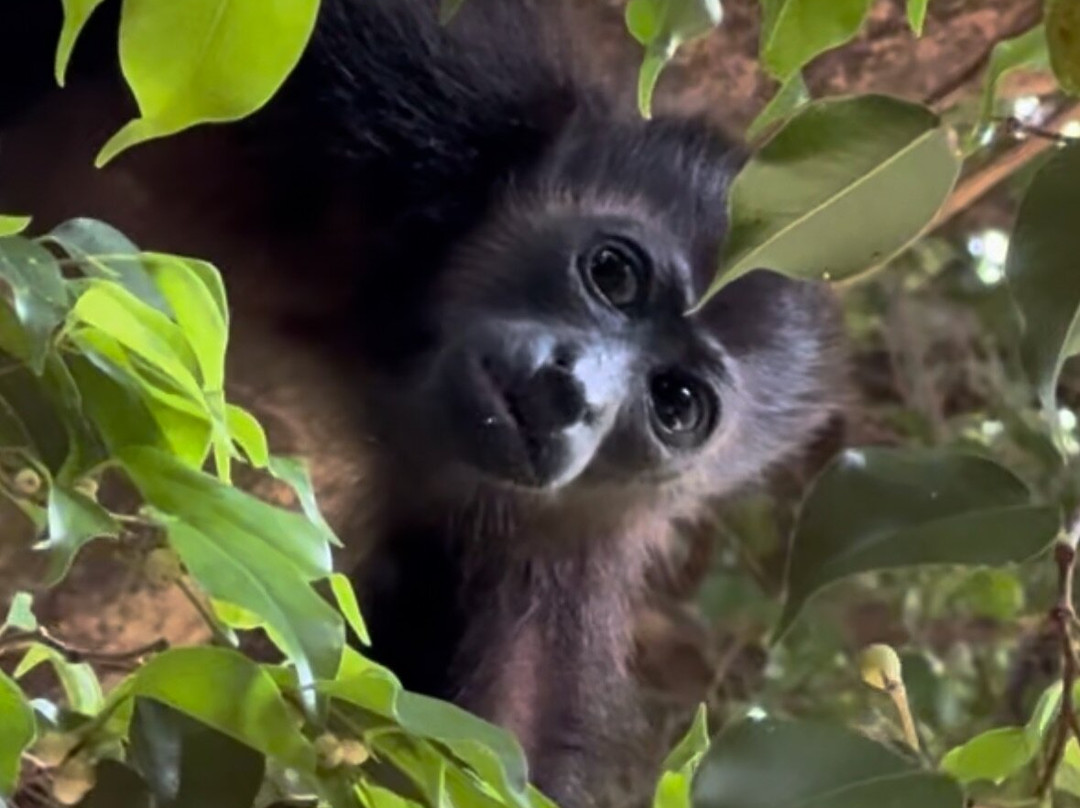 Capitán Suizo Beachfront Boutique Hotel主图