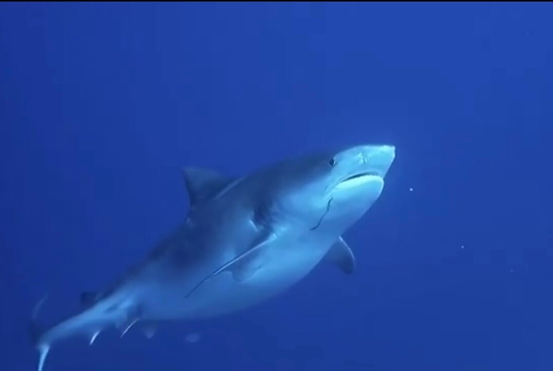 Scuba Shark Fuvahmulah景点图片