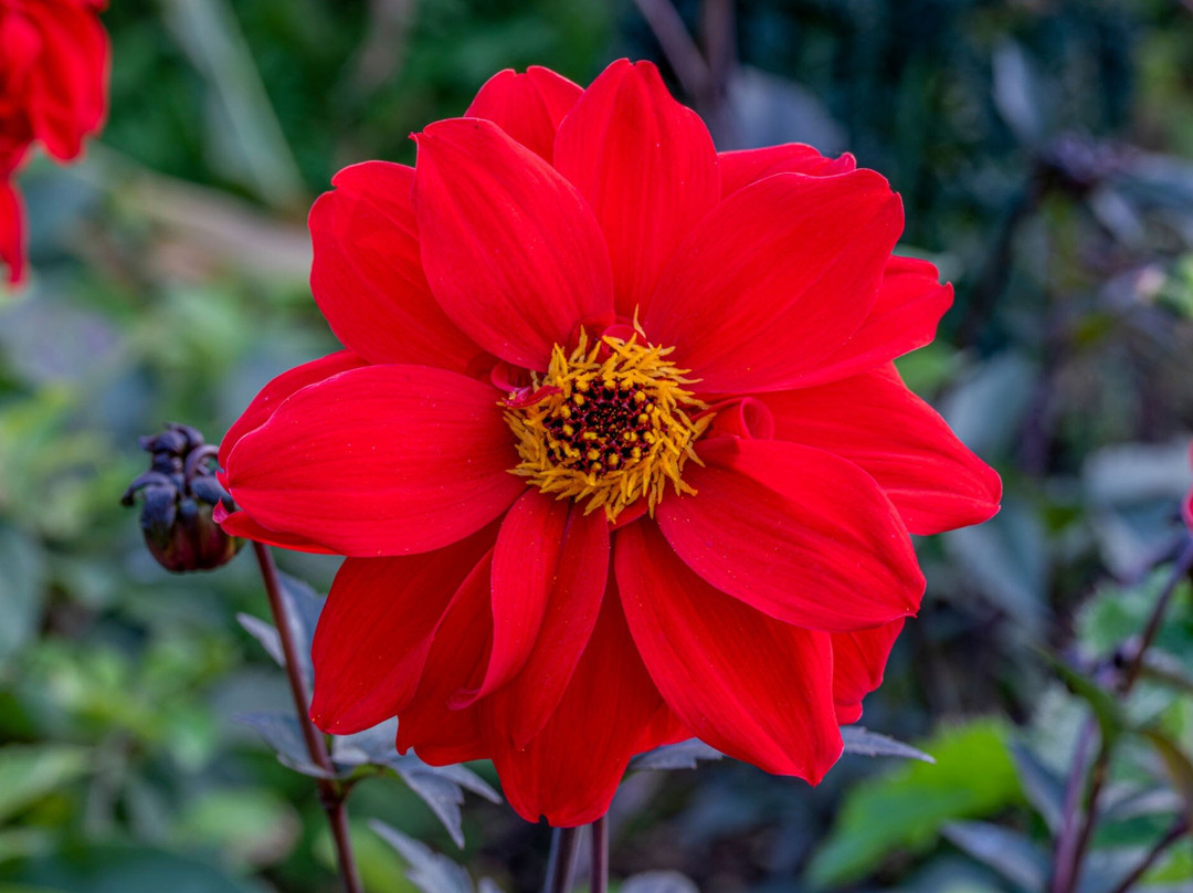 Great Escape Garden Centre-Casterton必去景点