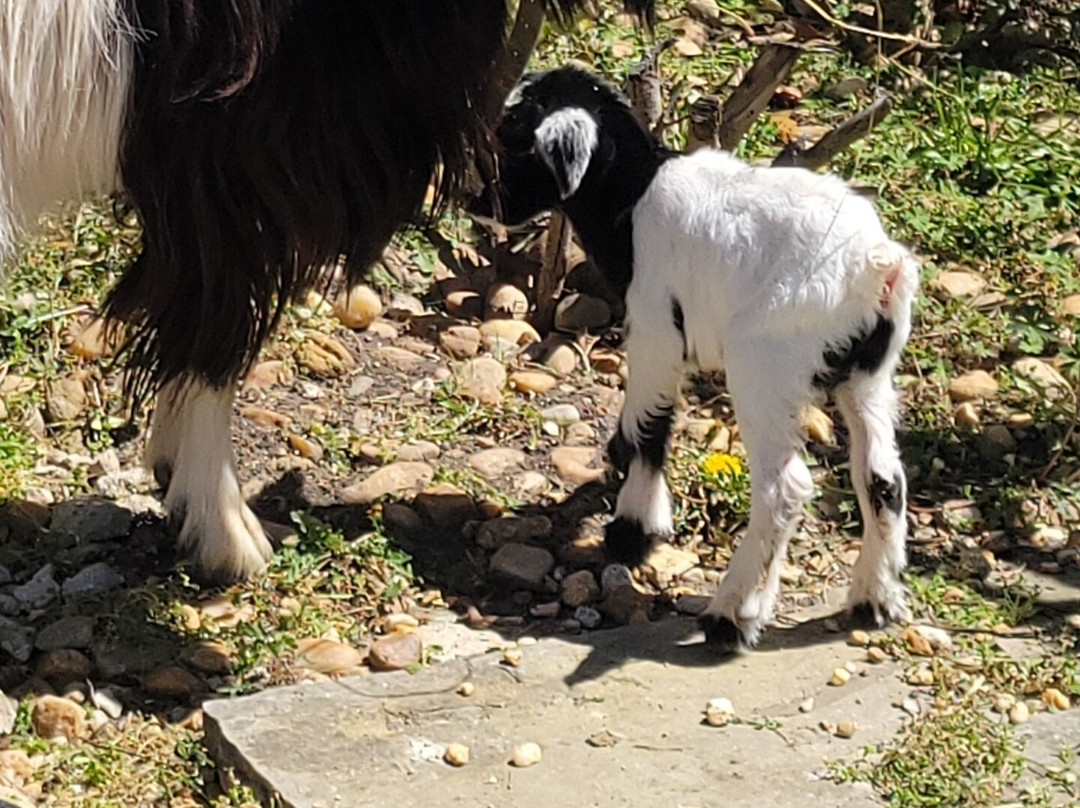 Rescue At Little Fox Hollow-达拉斯必去景点