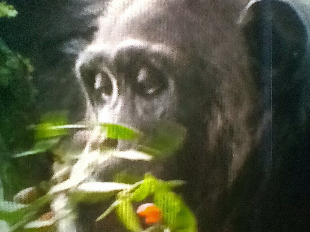 Gorilla Safaris Uganda Travel-坎帕拉必去景点