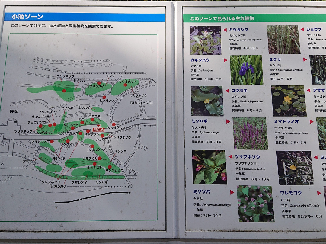 Jindai Aquatic Botanical Garden-调布市必去景点
