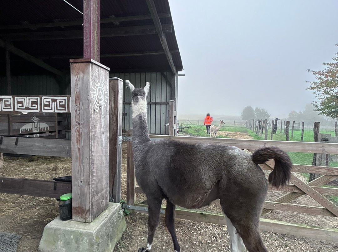 Lama Émoi景点图片
