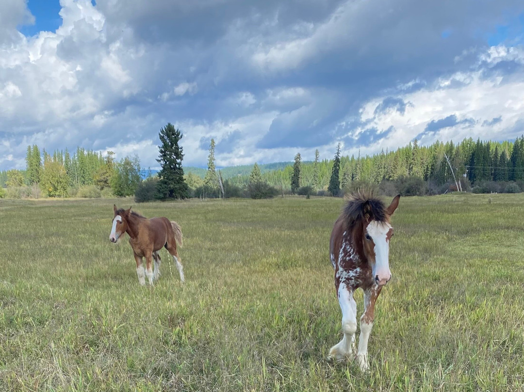 Clydesdale Outpost主图