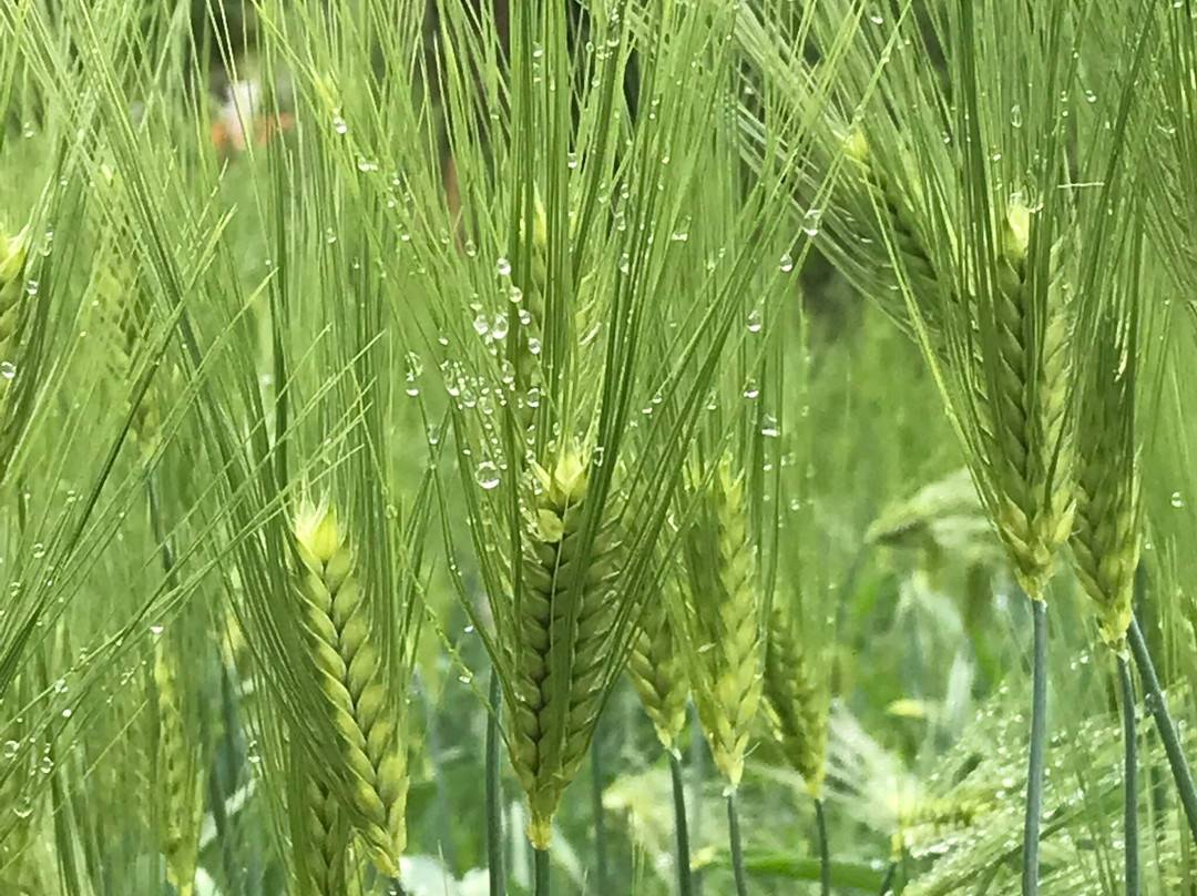 Manyo Botanical Garden景点图片