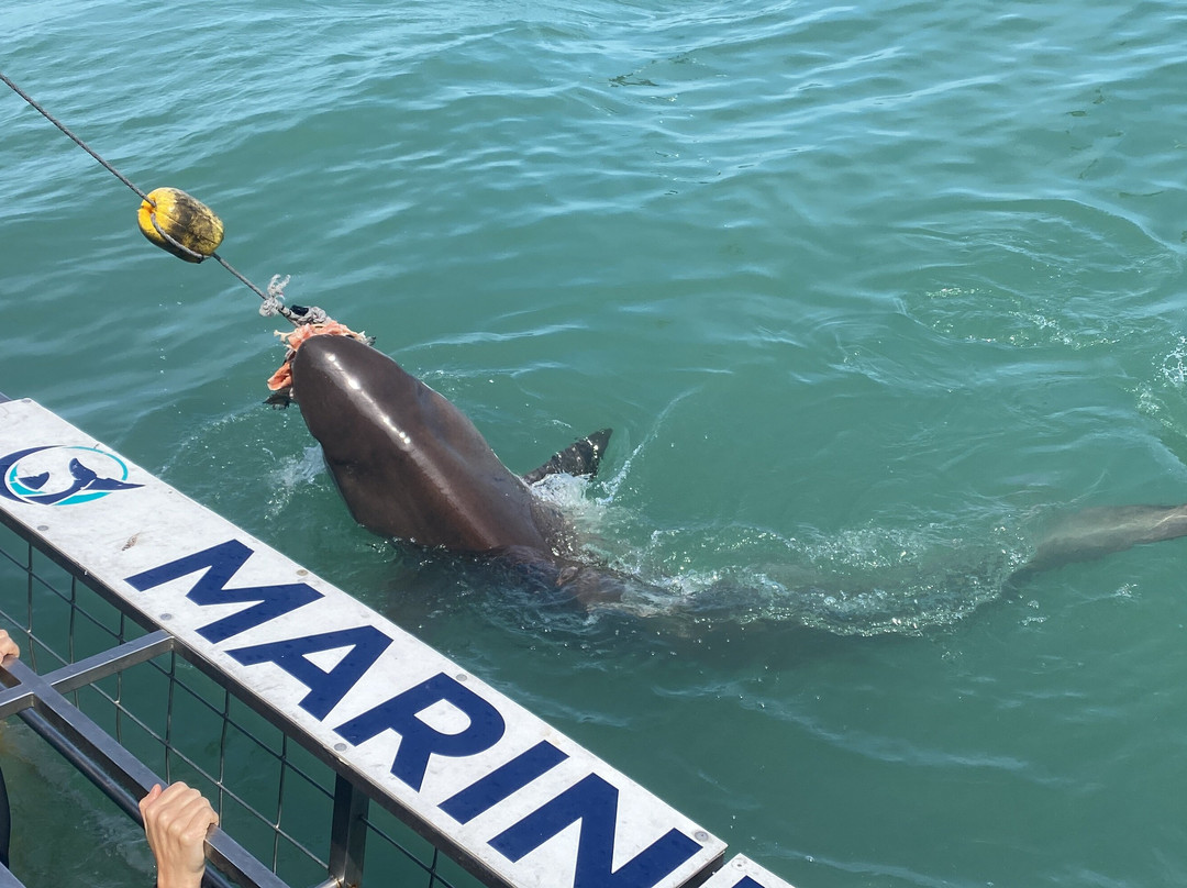 Marine Dynamics  Shark Tours-干斯拜必去景点