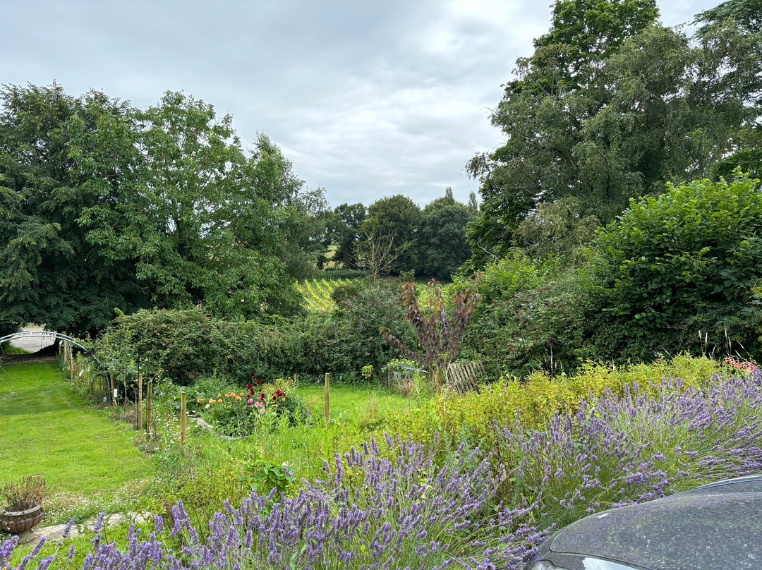 English Oak Vineyard景点图片