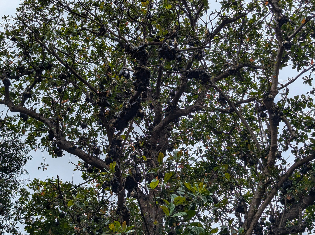 Maputo Free Walking Tour-马布多必去景点