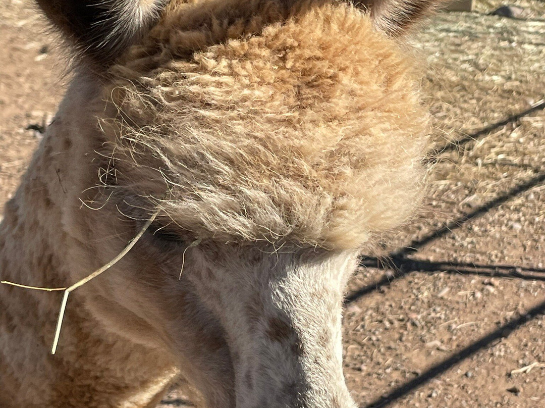 Plum Creek Alpacas-Bradfordsville必去景点