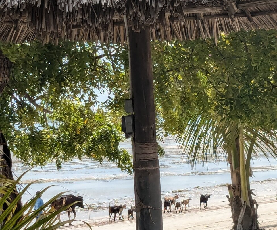 Kijiji Beach Resort主图