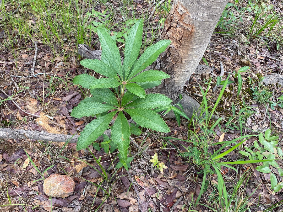 Mukuvisi Woodlands景点图片