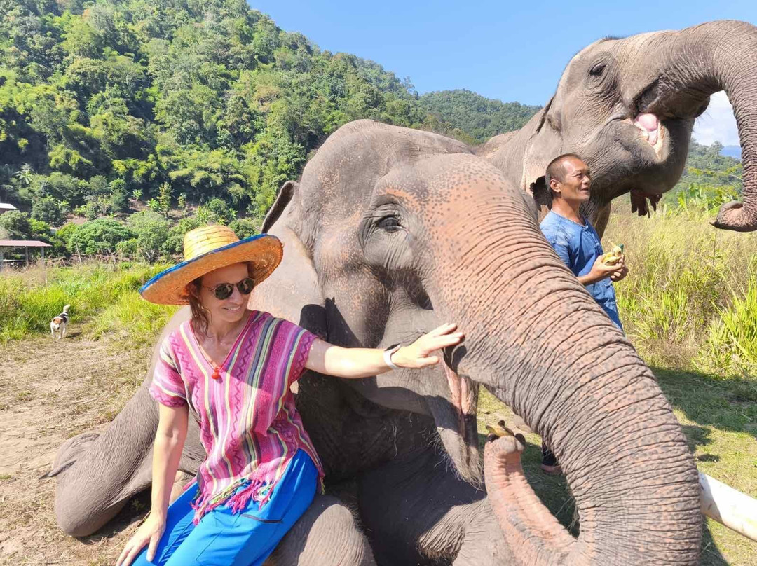 Doi Lom Elephant Rescue Sanctuary景点图片