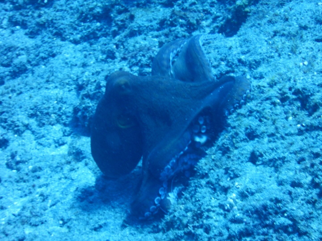 Bleu Marine Reunion景点图片