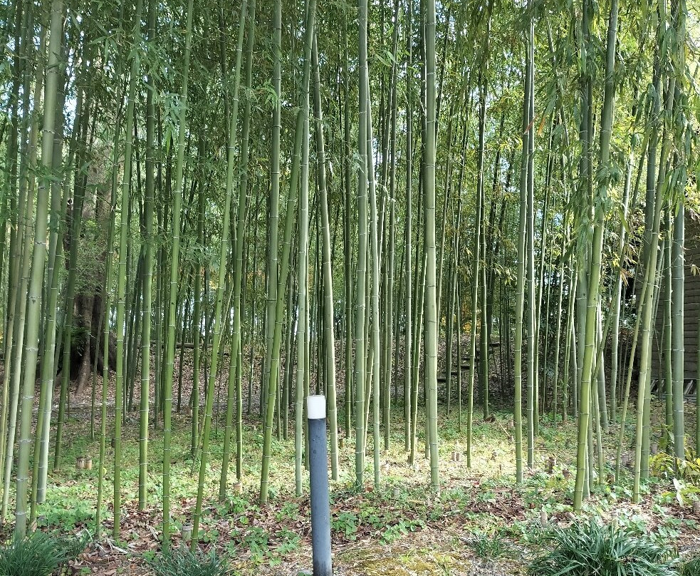 Ochaya Yashiki Trace-大垣市必去景点